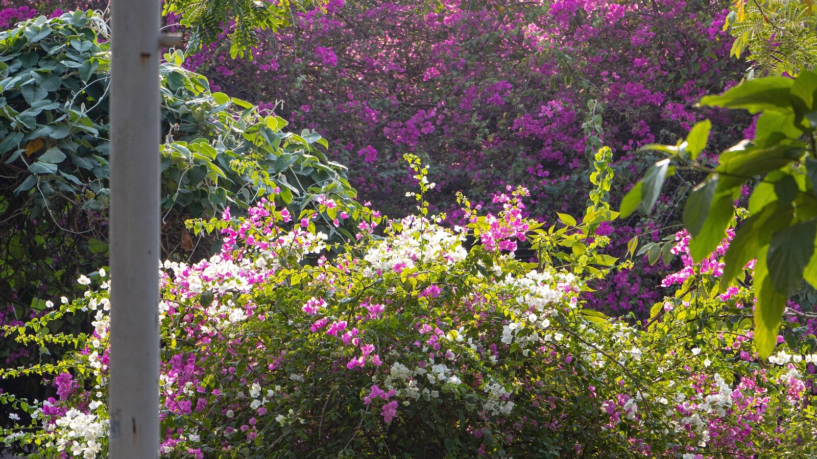 Treellion&#x20;Fauna&#x20;Flora&#x20;2024