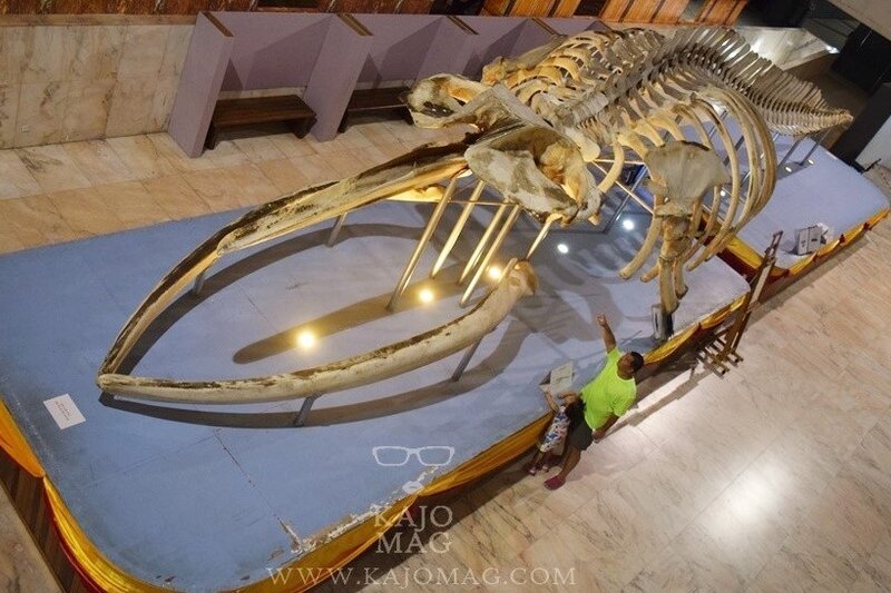 Whale skeleton at Sabah Museum 3
