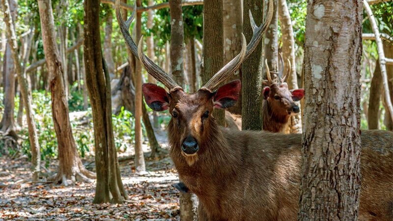 Phnom Tamao Wildlife seiha houen tour jeeps