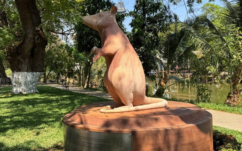 Statue of HeroRat Magawa in the gardens of Siem Reap Riverside.[