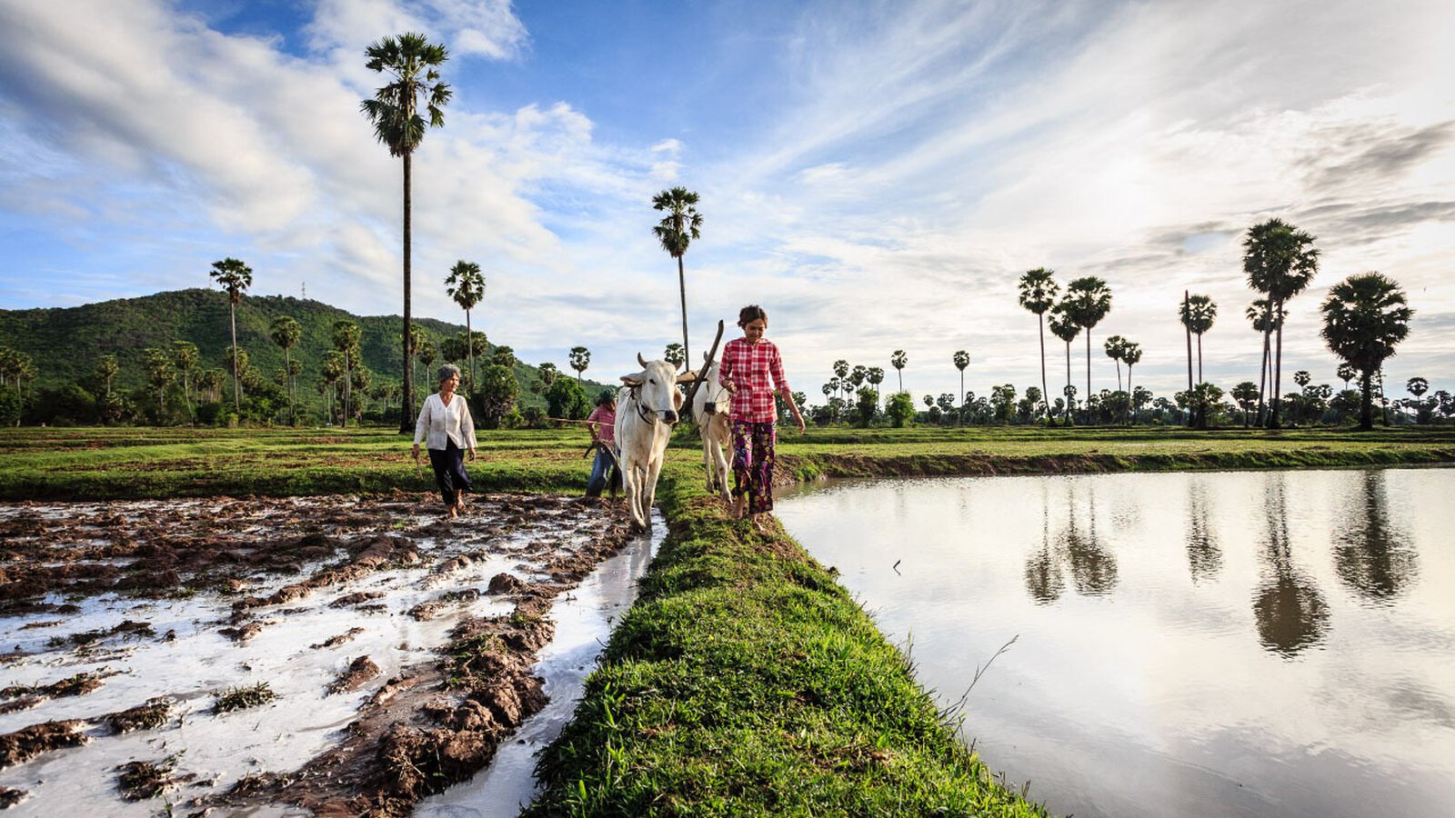 Greenseason regisbinard 1152 atp