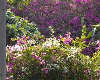 Treellion Fauna Flora 2024