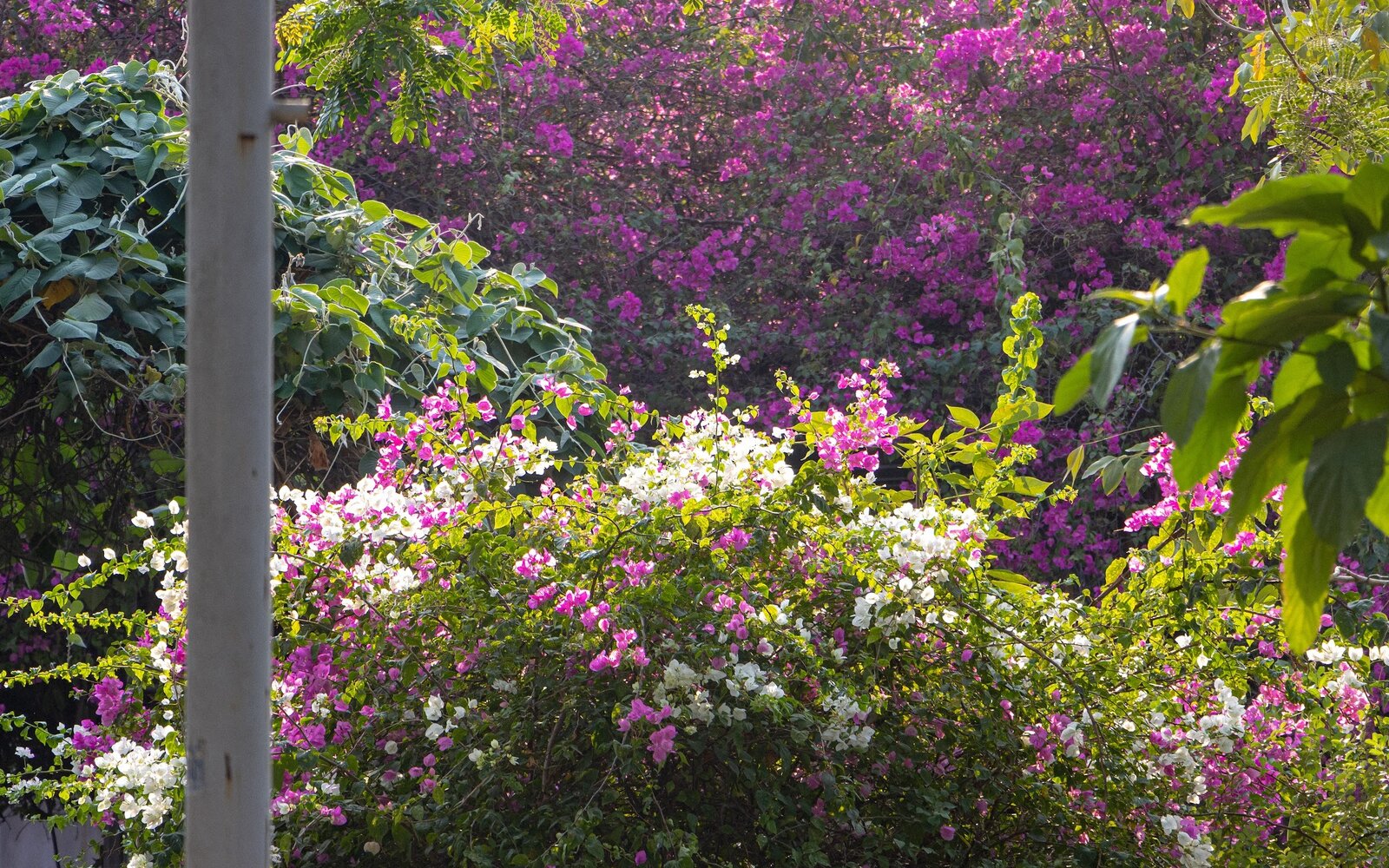 Treellion Fauna Flora 2024