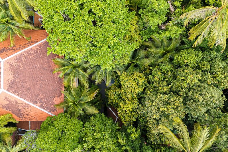 trees and green spaces at Pavilion boutique hotel, downtown Phnom Penh