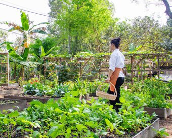 a woman collects herbs and vegetables at Templation garden, Siem Reap
