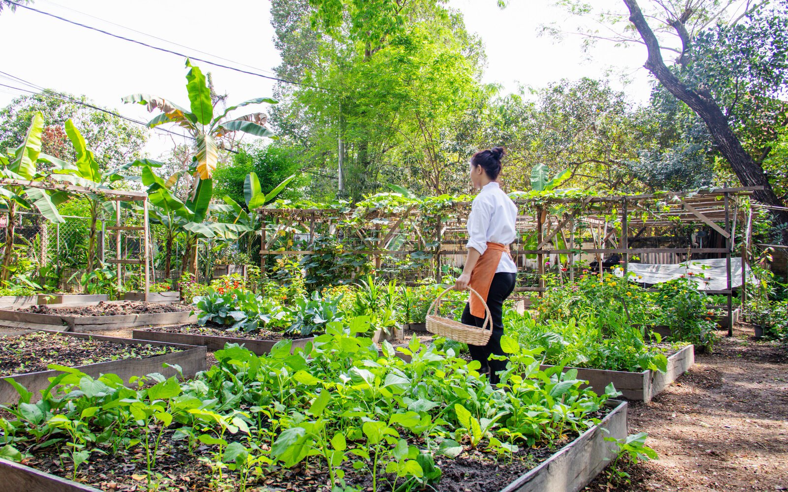 a woman collects herbs and vegetables at Templation garden, Siem Reap
