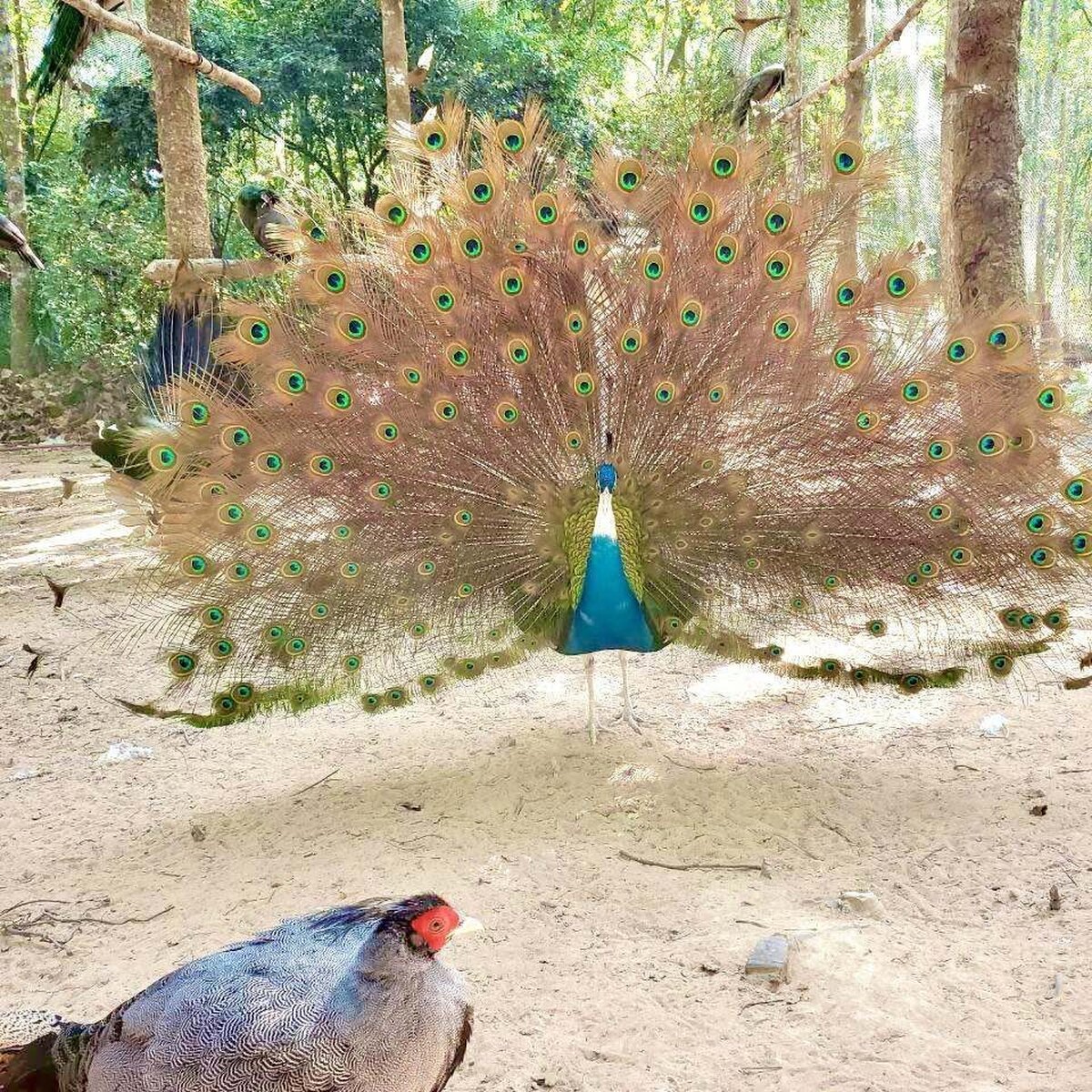 Angkorbotanicalgardenfeb202311