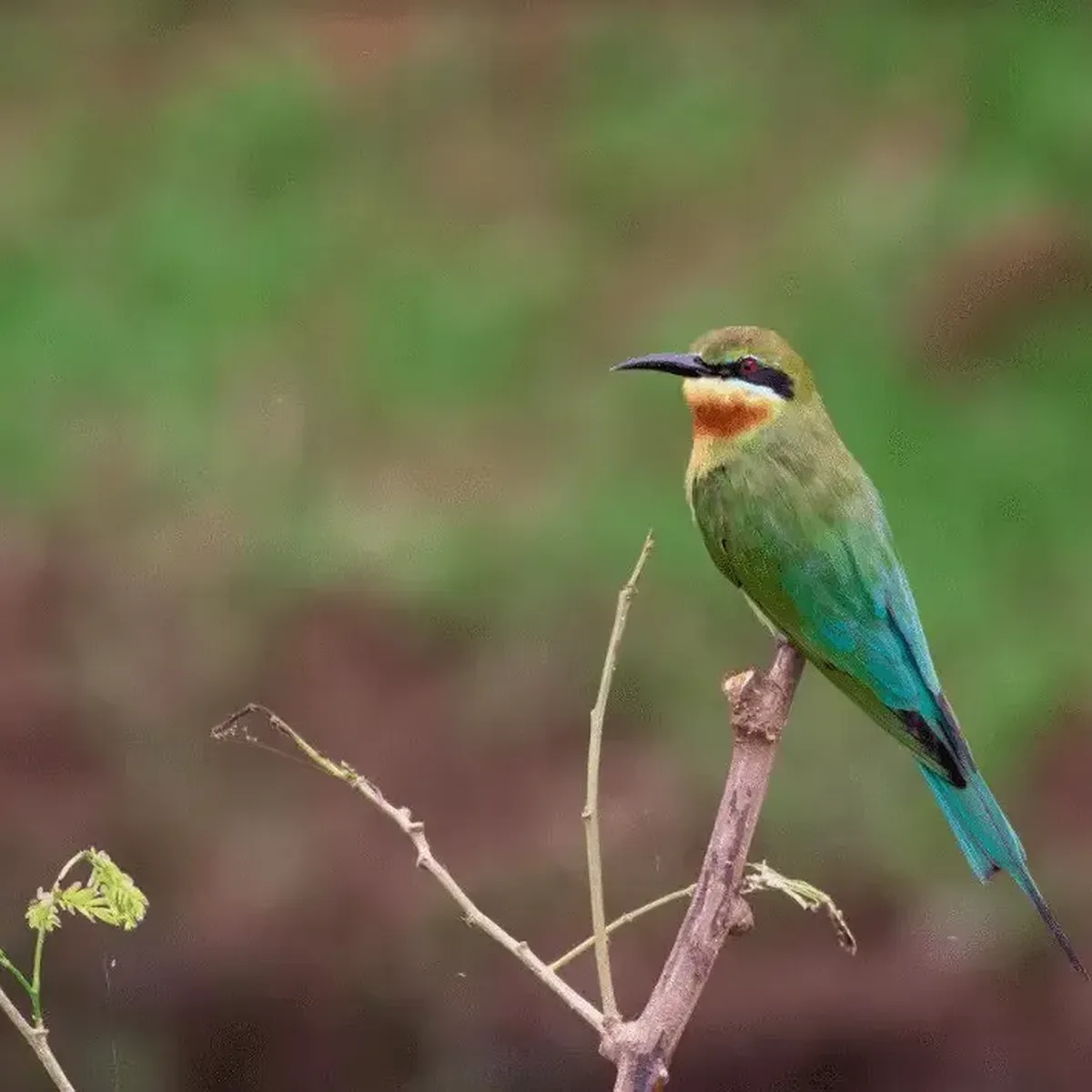 Blue tailed Bee eater Phnom Kroam Mony Sang sam veasna conservation tour