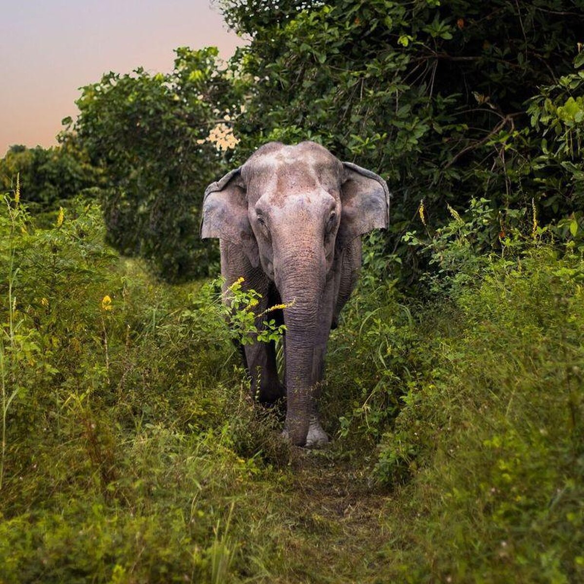Kulen elephant forest4